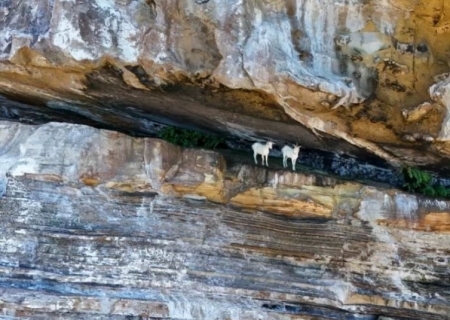 Rebanho de cabras que viveu 200 anos sem água será estudado pela Embrapa