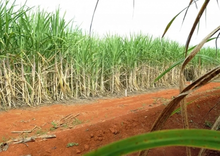 Conab estima produção de 663,4 milhões de toneladas de cana
