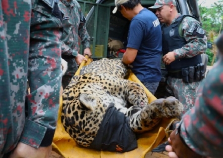 Após ataque atípico e captura no Pantanal, onça-pintada chega ao CRAS e passa por exames