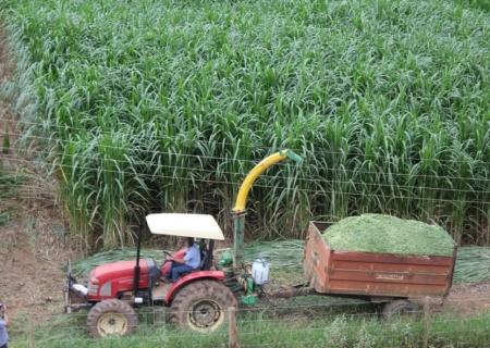 Capim-elefante da Embrapa ganha espaço na geração de energia renovável