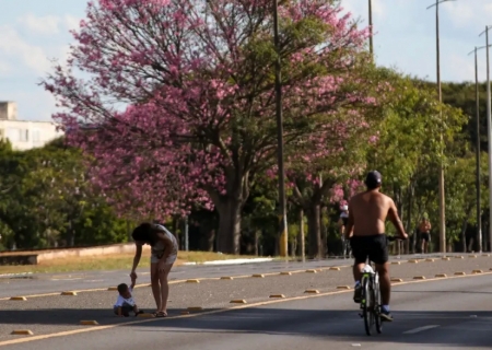 Dois terços dos brasileiros moram em ruas arborizadas