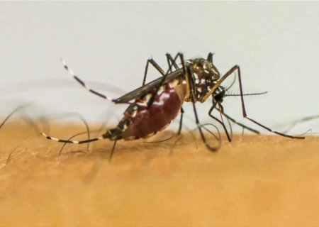 Brasil ultrapassa 1 milhão de casos prováveis de dengue em 2025