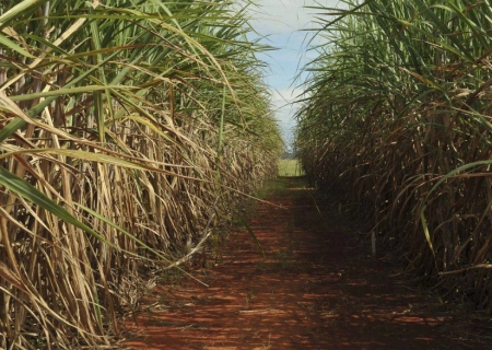 Clima afeta safra de cana 2024/25, mas país mantém alta produção de açúcar e etanol
