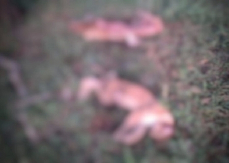 Polícia Ambiental prende homem suspeito de abater duas onças-pardas em Camapuã