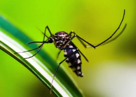 Ministério da Saúde quer incorporar vacina contra chikungunya ao SUS