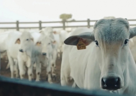 Preço do boi gordo no Mercosul atinge novo recorde em três anos