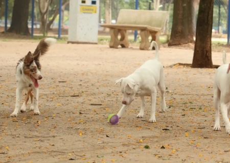 Saiba como funciona o SinPatinhas, novo RG Animal para cães e gatos