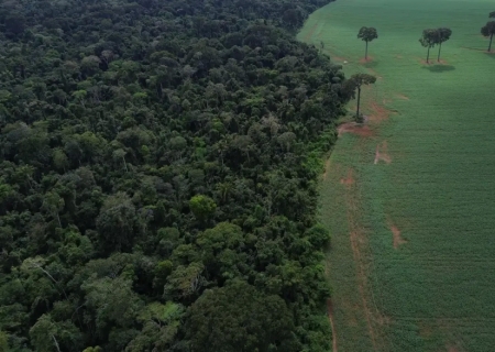 Trópicos registram perda recorde de floresta primária