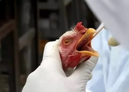 Suspeita de gripe aviária em Angélica dá negativo