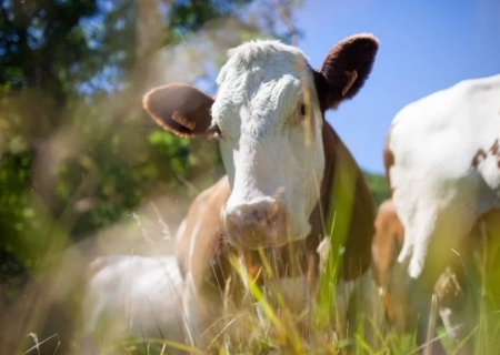 Gripe aviária tem impactado mais o preço do boi que o do frango