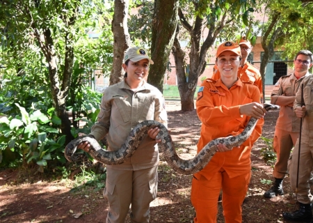 Na luta contra o fogo toda vida importa e Bombeiros aprimoram técnicas para resgate de animais silvestres
