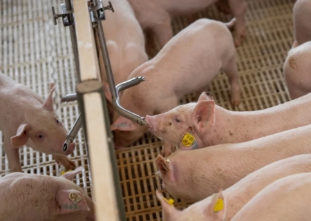 Exportação de carne suína é a segunda maior da história