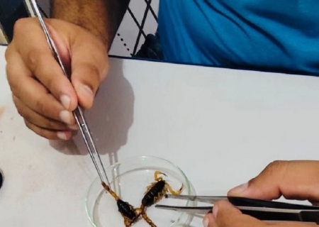 Após vistorias, Vigilância de Batayporã alerta para prevenção de acidentes com escorpião