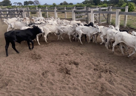 Polícia Ambiental e Civil localizam 42 bezerros furtados de fazenda em Rio Verde