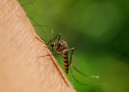 MS registra 5.117 casos confirmados de dengue