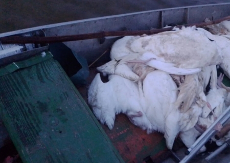 Angélica e outros 10 municípios brasileiros são investigados por gripe aviária