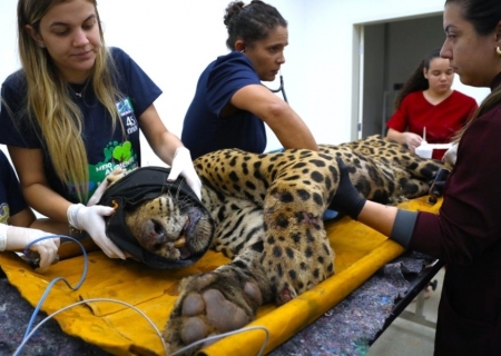 Onça que devorou caseiro não voltará para mata; entenda futuro do animal