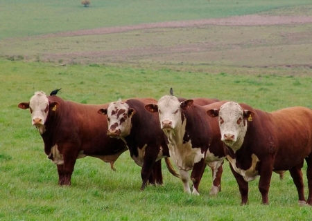 Carne bovina: preços seguem firmes frente à baixa oferta