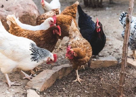 Agraer, Embrapa e Iagro reforçam prevenção à gripe aviária com foco na agricultura familiar