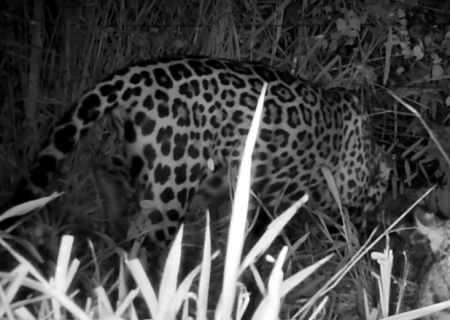 Onça Miranda, tratada pelo CRAS e depois solta na natureza, aparece com filhote no Pantanal