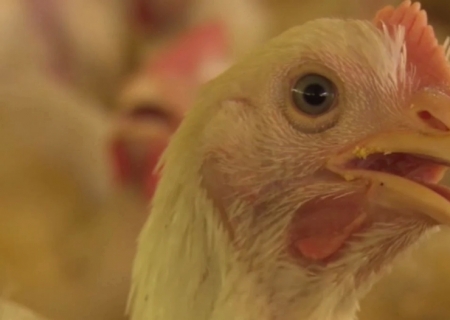 Brasil se declara país livre da gripe aviária