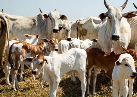 Recordes nos embarques de carne e nos abates de fêmeas ditarão os preços do boi gordo
