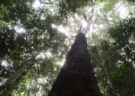 Brasil espera mobilização de Brics para resultados ambiciosos na COP30
