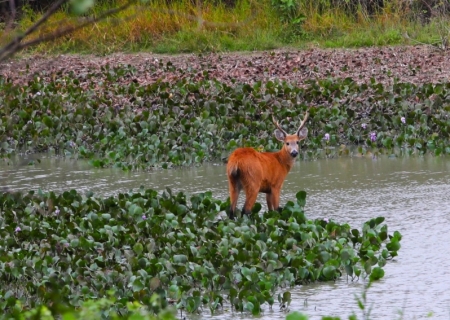 Governo de MS destina R$ 30 milhões a propriedades com vegetação nativa excedente no Pantanal