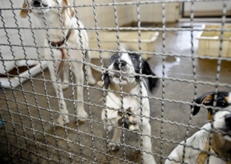 Projeto aprovado na Câmara proíbe uso de animais em testes cosméticos