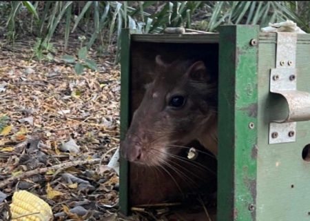 De volta para casa: reabilitados no CRAS, animais silvestres retornam à liberdade no coração do Pantanal