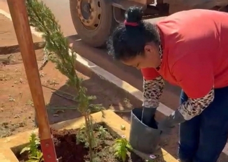 Paisagismo segue na Avenida Antônia Spinosa Mustafá com plantio de 96 pinheirinhos