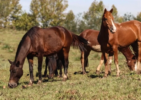 Ração contaminada mata 245 equinos em quatro estados