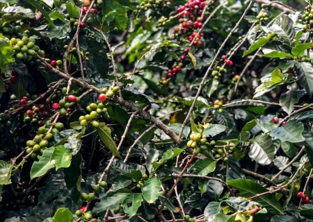Preços do café sobem com imposição de tarifas dos EUA sobre o Brasil