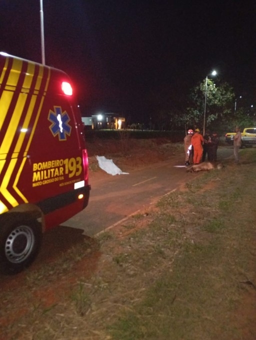 Motociclista morre após colidir contra bezerro em Taquarussu