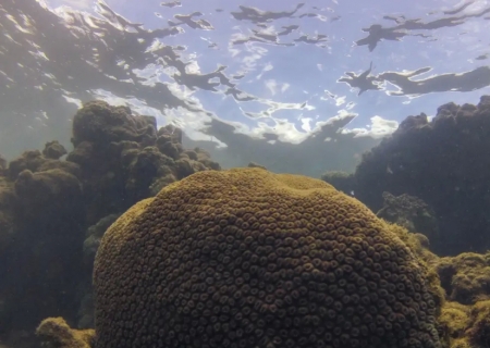 Calor, acidez das águas e pouco alimento ameaçam ecossistemas marinhos