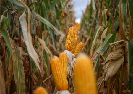 Mato Grosso do Sul bate recorde na produção de milho, superando 14 milhões de toneladas
