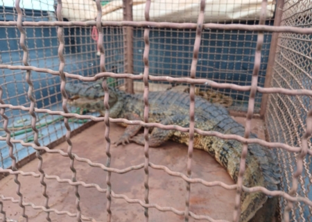 PMA de Batayporã captura animais silvestres em aterro sanitário e devolve à natureza