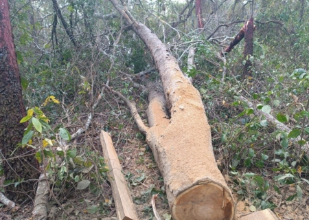 Polícia Ambiental autua proprietário por supressão ilegal de vegetação em Selvíria
