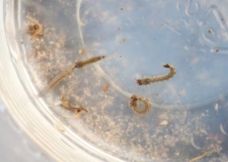 MS registra aumento no risco de infestação pelo Aedes aegypti e SES reforça ações de combate