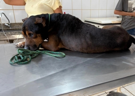 Homem é autuado por maus-tratos a cachorro em Nova Andradina