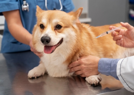 Batayporã terá Dia D de vacinação antirrábica no sábado (27)