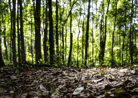 Produção florestal no Brasil alcança R$ 44,3 bilhões em 2024, aponta IBGE