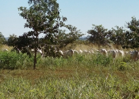 Mato Grosso do Sul se consolida como referência em sustentabilidade e inovação verde