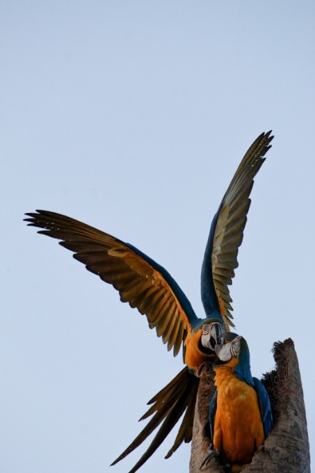 Big Day: observação de aves em Batayporã revela diversidade típica do Cerrado