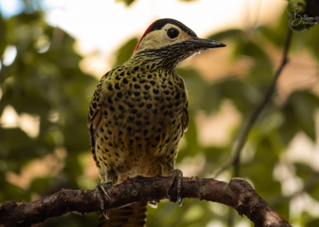 Big Day: observação de aves em Batayporã revela diversidade típica do Cerrado