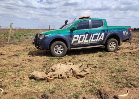 MPE investiga maus-tratos a 737 bovinos em fazenda de Paraíso das Águas