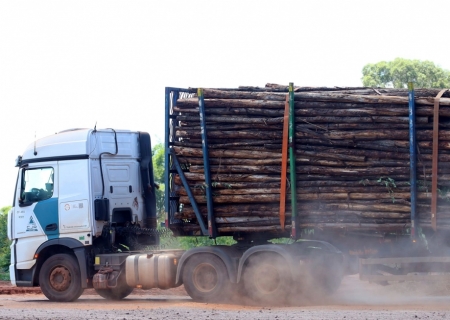 Mato Grosso do Sul projeta expansão de 40% na base florestal até 2028