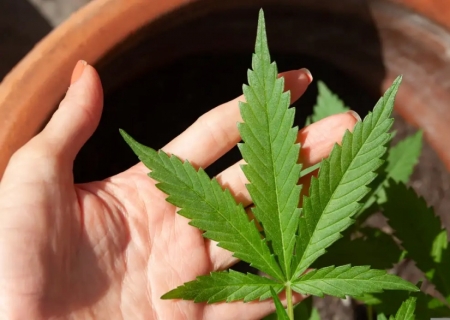 STJ adia novamente prazo para regulamentação do cultivo e importação de cannabis de baixo THC no Brasil