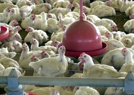 China suspende proibição de compra de carne de frango do Brasil