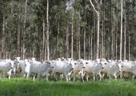 Produtores rurais têm até 1º de dezembro para declarar rebanho e atualizar cadastro de 2025